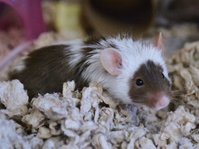 Cosmic Brownie - Male - Mouse