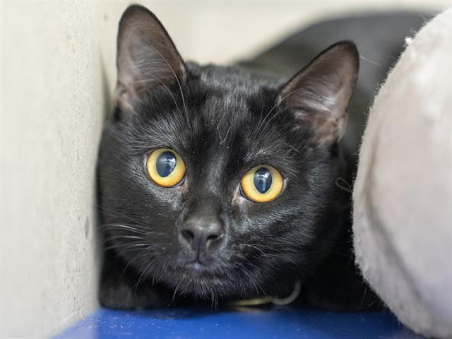 Juancho - Male - Domestic SH