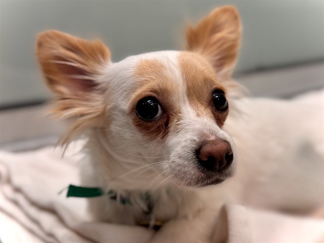 Luna - Female - Chihuahua