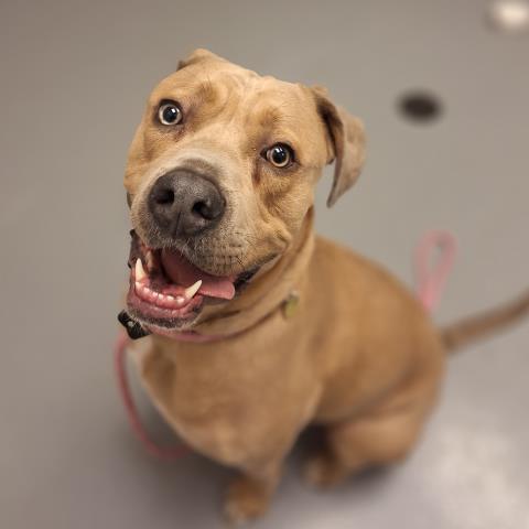 Murphy - Male - Pit Bull-Mix