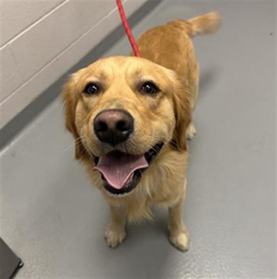  - Male - Golden Retriever