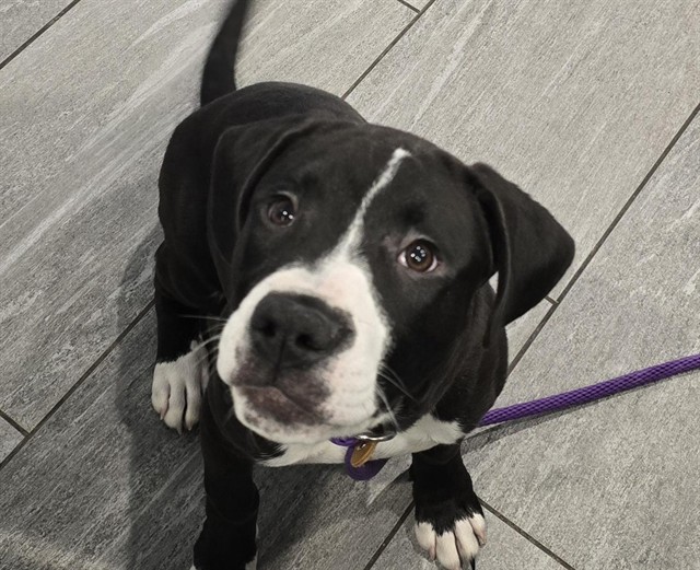  - Male - Pit Bull-Mix