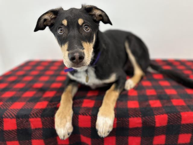 Stealer Pete - Male - Border Collie-Mix