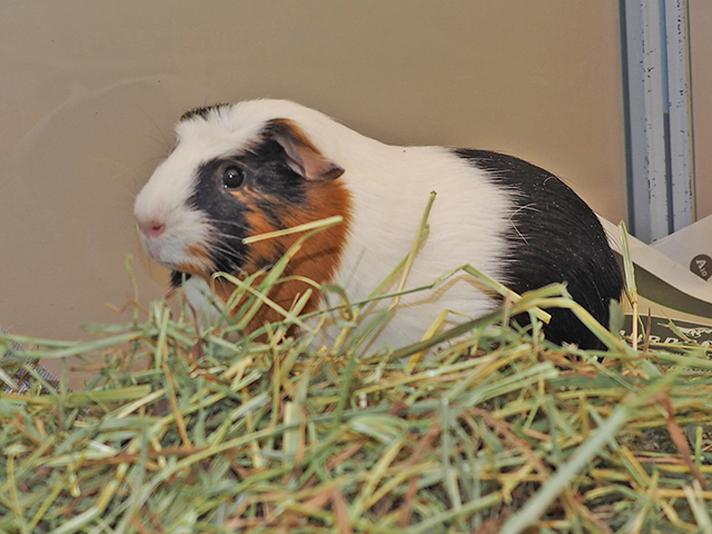 Daffodil - Female - Guinea Pig