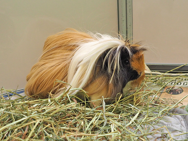 Magnolia - Female - Guinea Pig
