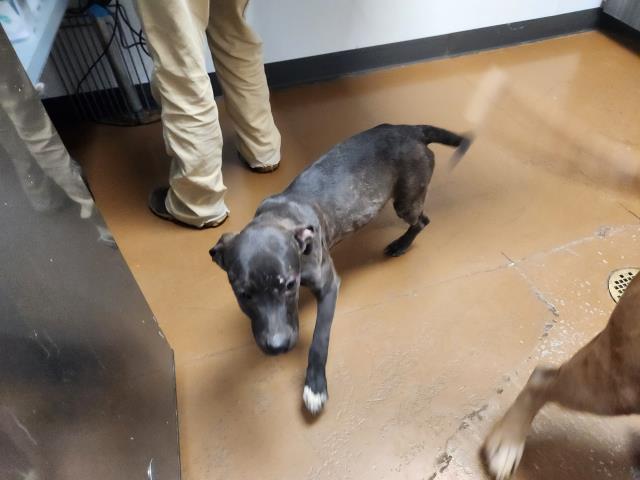  - Male - Pit Bull-Mix