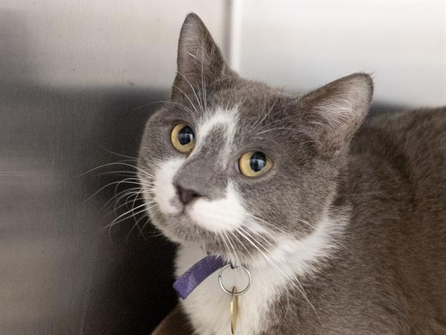 Franklin - Male - Domestic SH