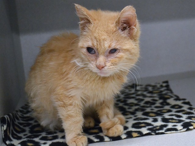 Cal - Male - Domestic SH