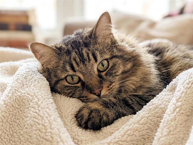 Maurice - Male - Domestic LH