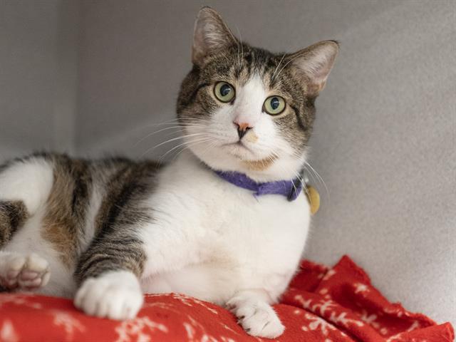 Elliot - Male - Domestic SH