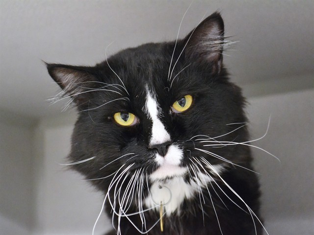 Ethan - Male - Domestic LH