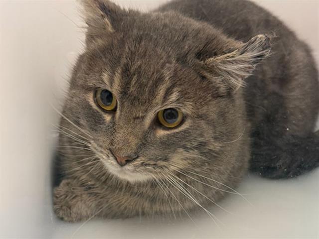 Benito - Male - Domestic SH