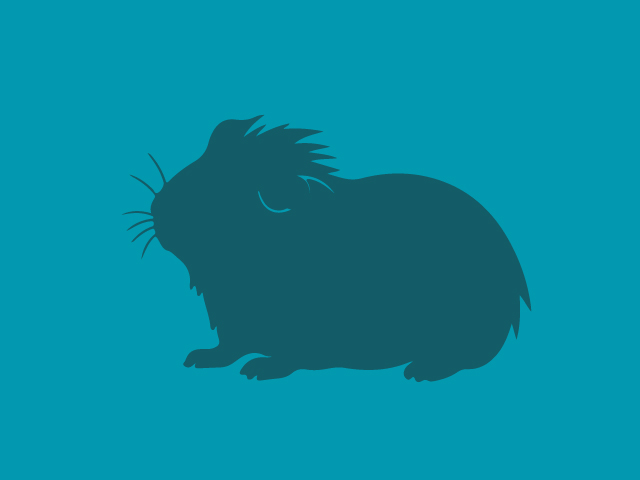 Angel - Female - Guinea Pig