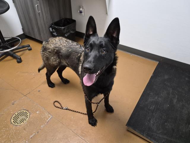  - Male - Belgian Malinois