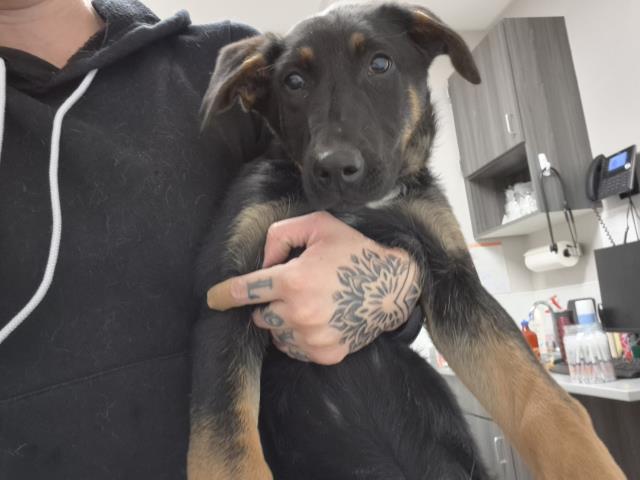  - Female - Belgian Malinois