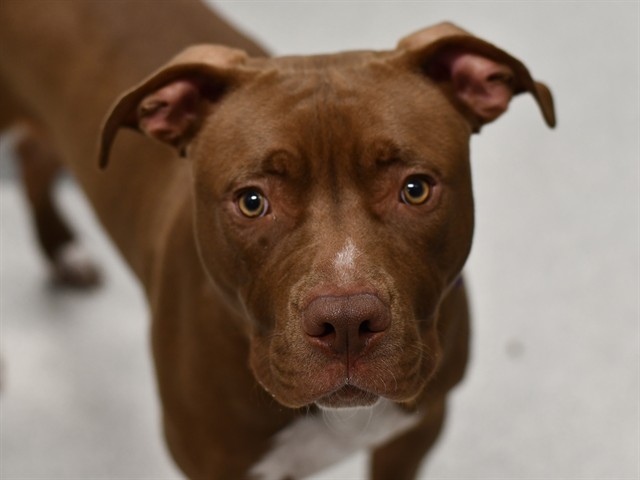 Ranger - Male - Pit Bull