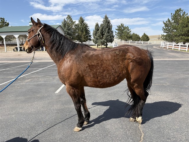 Bruce - Male - Grade