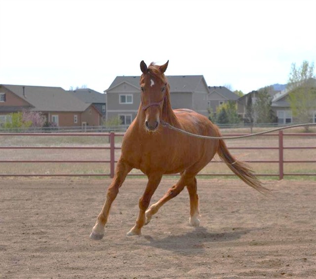 Nemo - Male - Mustang