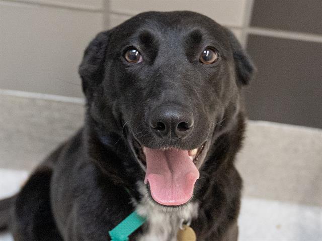 Bailey - Female - Border Collie