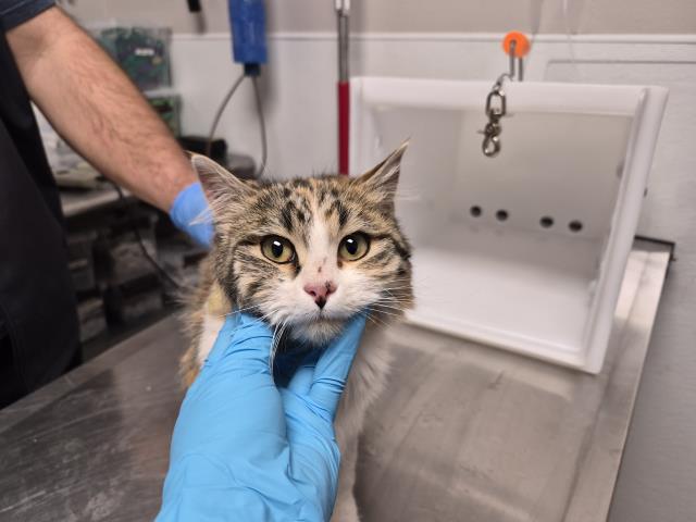  - Female - Domestic LH