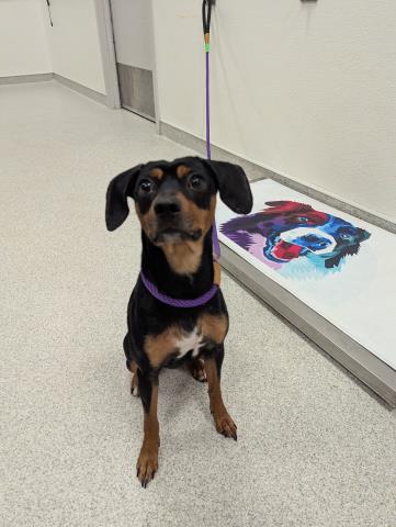  - Male - Miniature Pinscher-Mix