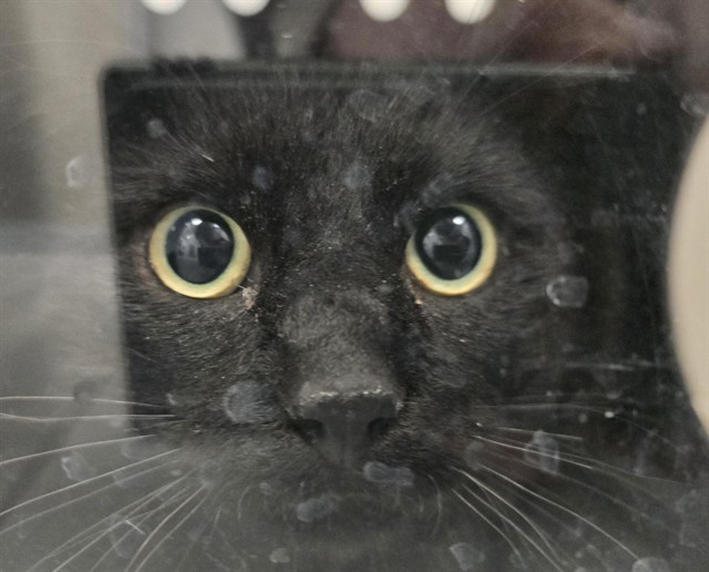  - Unknown - Domestic SH