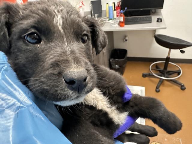  - Male - Nonspecific