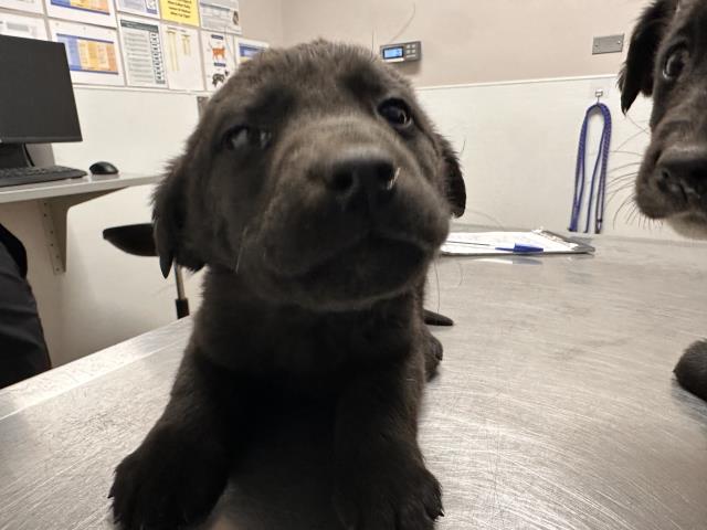  - Female - Nonspecific