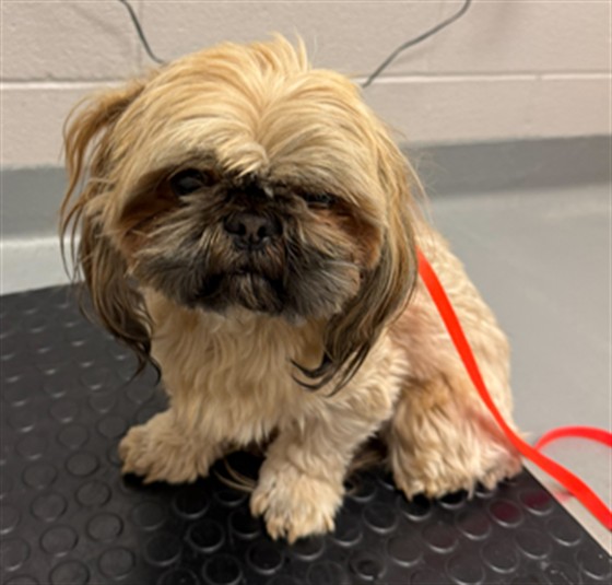 Willie - Male - Shih Tzu
