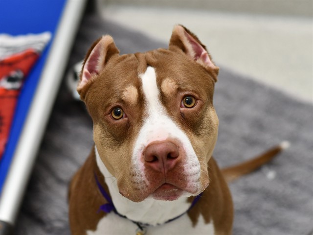 Duke - Male - Pit Bull