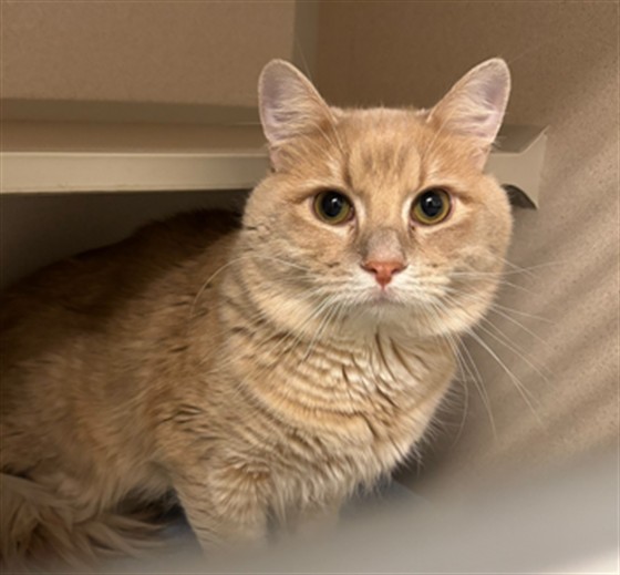  - Unknown - Domestic MH