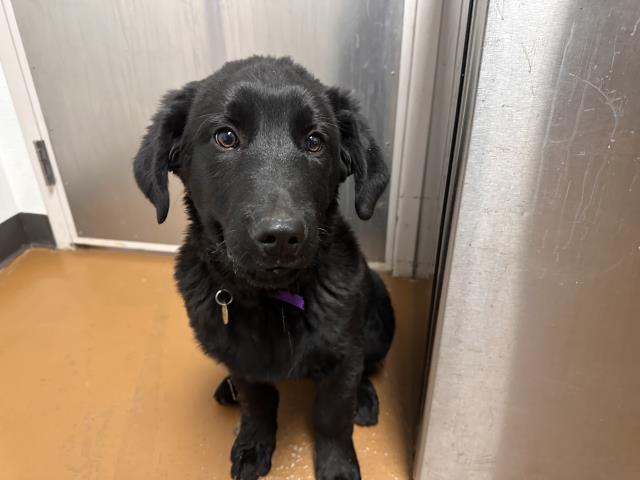  - Male - Labrador Retriever-Mix