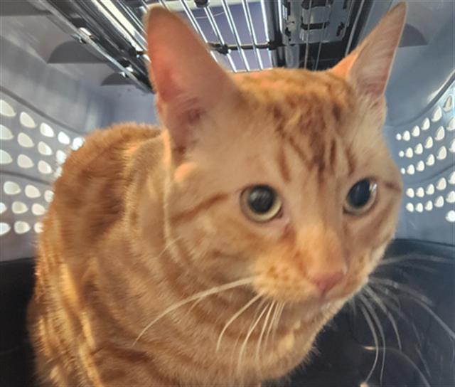  - Male - Domestic SH