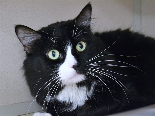 Ollie - Male - Domestic MH