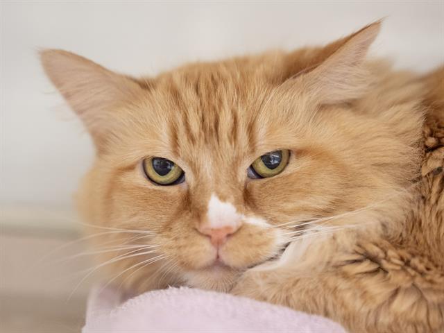 Ginger - Female - Domestic SH