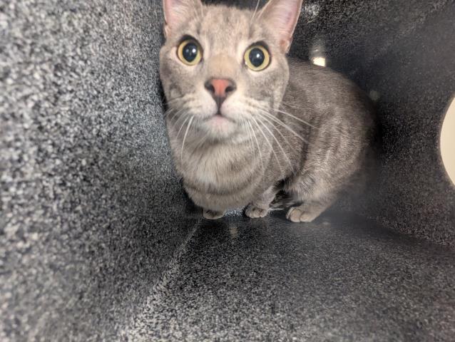  - Unknown - Domestic SH