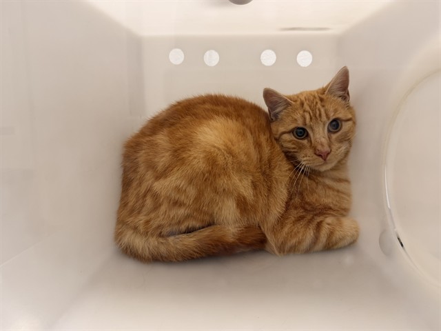 Orange Julius - Male - Domestic SH