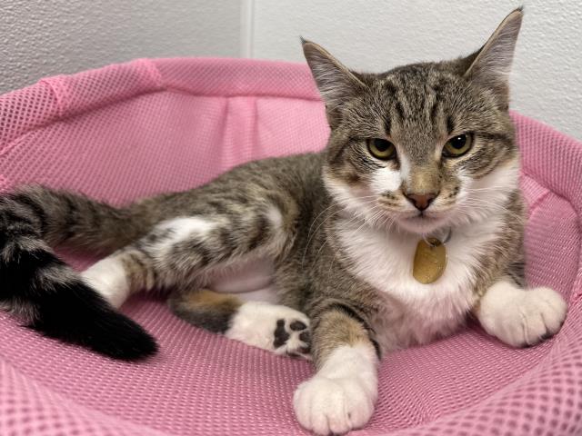 Mitzi - Female - Domestic SH