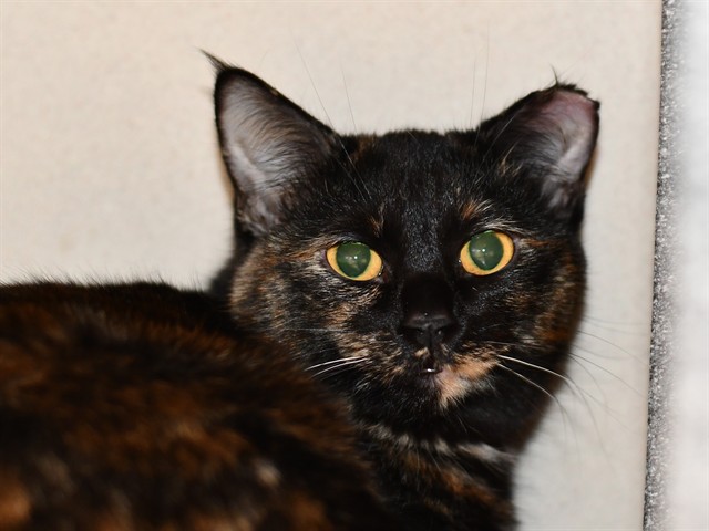 Cinder - Female - Domestic SH