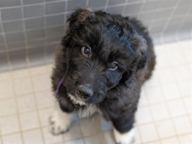 Caramel Delight - Male - Standard Poodle-Great Pyrenees