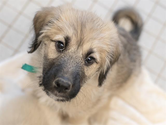 Rilla - Female - Standard Poodle-Great Pyrenees