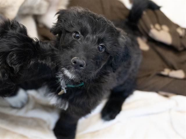 Tilly - Female - Standard Poodle-Great Pyrenees