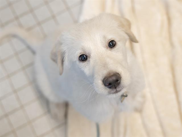 Sammy - Male - Standard Poodle-Great Pyrenees