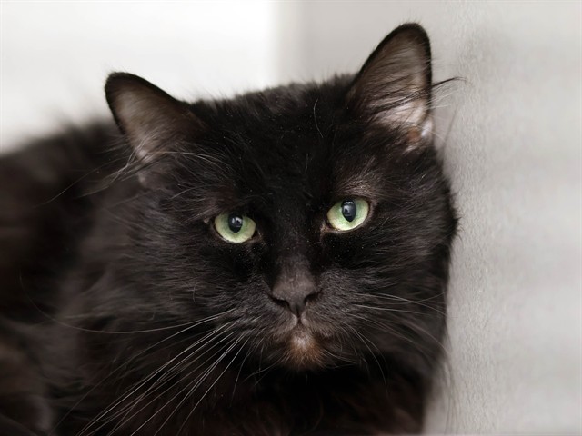 Phantom - Male - Domestic LH