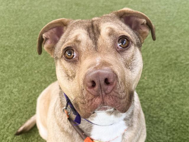 Pluto - Male - Staffordshire Bull Terrier