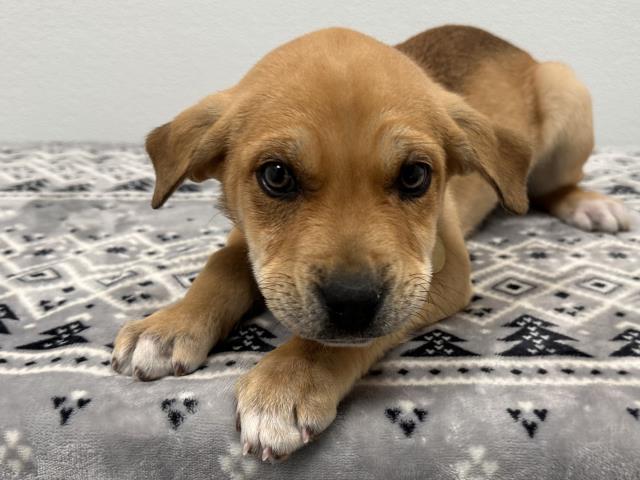 Elliot - Female - Nonspecific