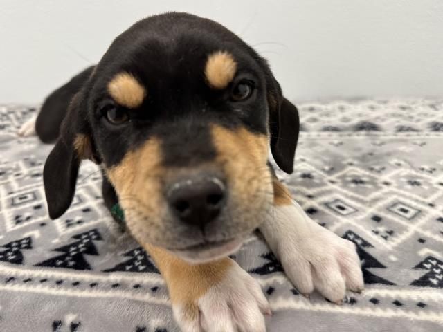 Laverne - Female - Nonspecific