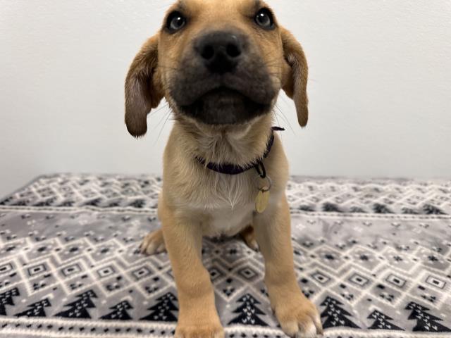 J.D. - Male - Nonspecific