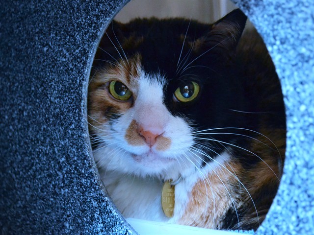 Scarlett - Female - Domestic SH