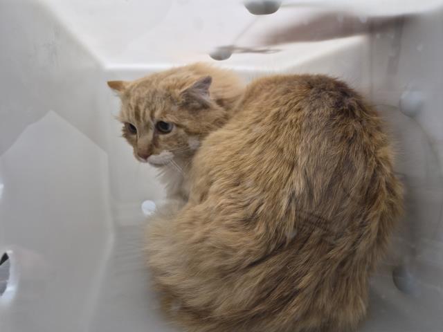 Ripley - Male - Domestic LH